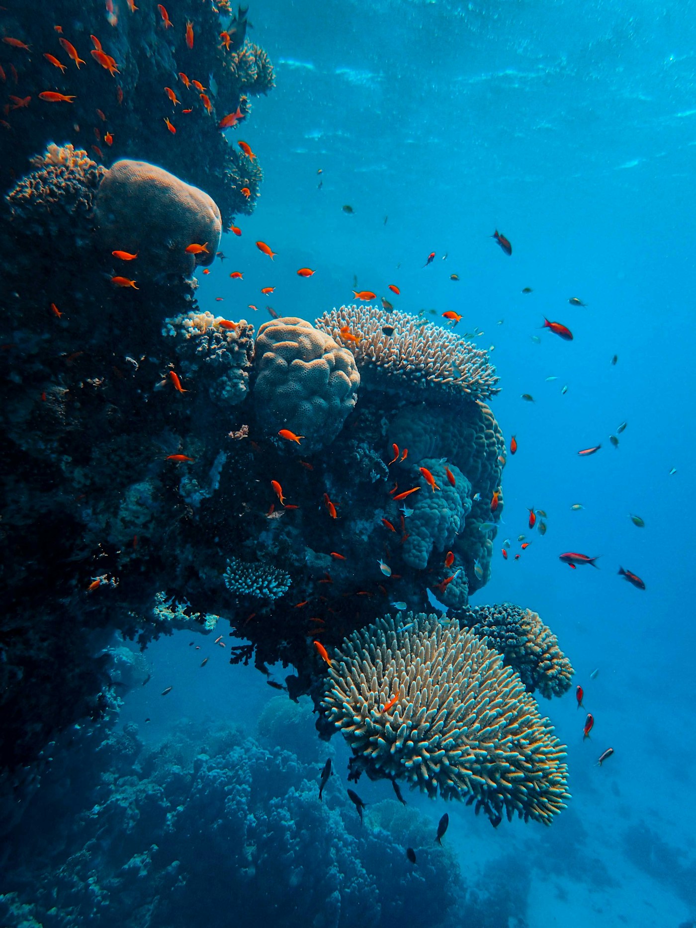Reef Restoration.